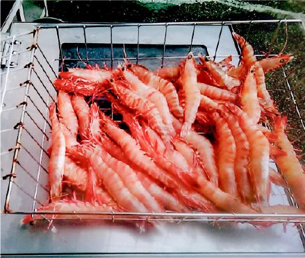 鮮度維持・秒速解凍機04