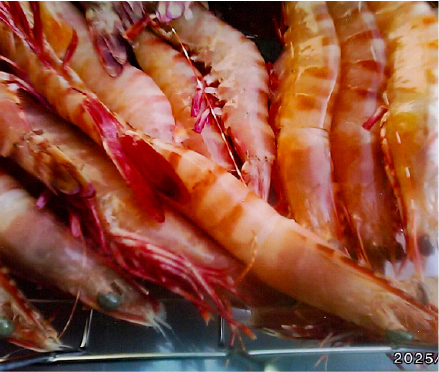 鮮度維持・秒速解凍機05