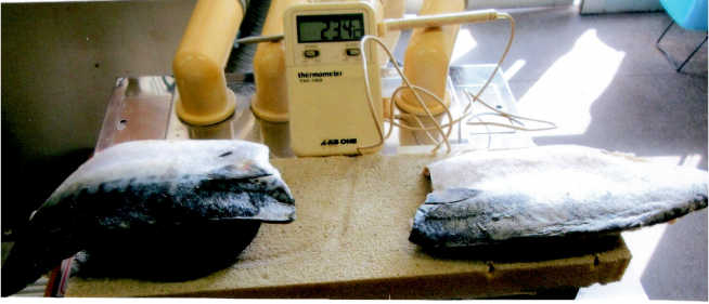 -196℃液化窒素・冷凍海老 150秒解凍2