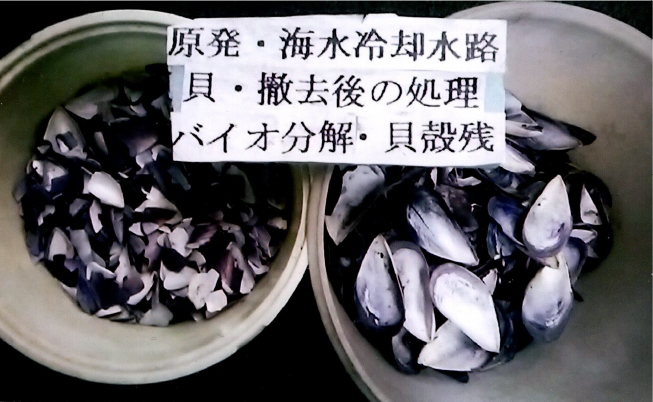 原発・海水冷却水路壁付着貝処理3